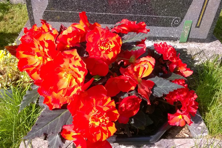 Begonia