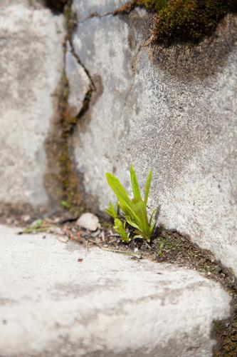 En liten växt i en klippskreva.